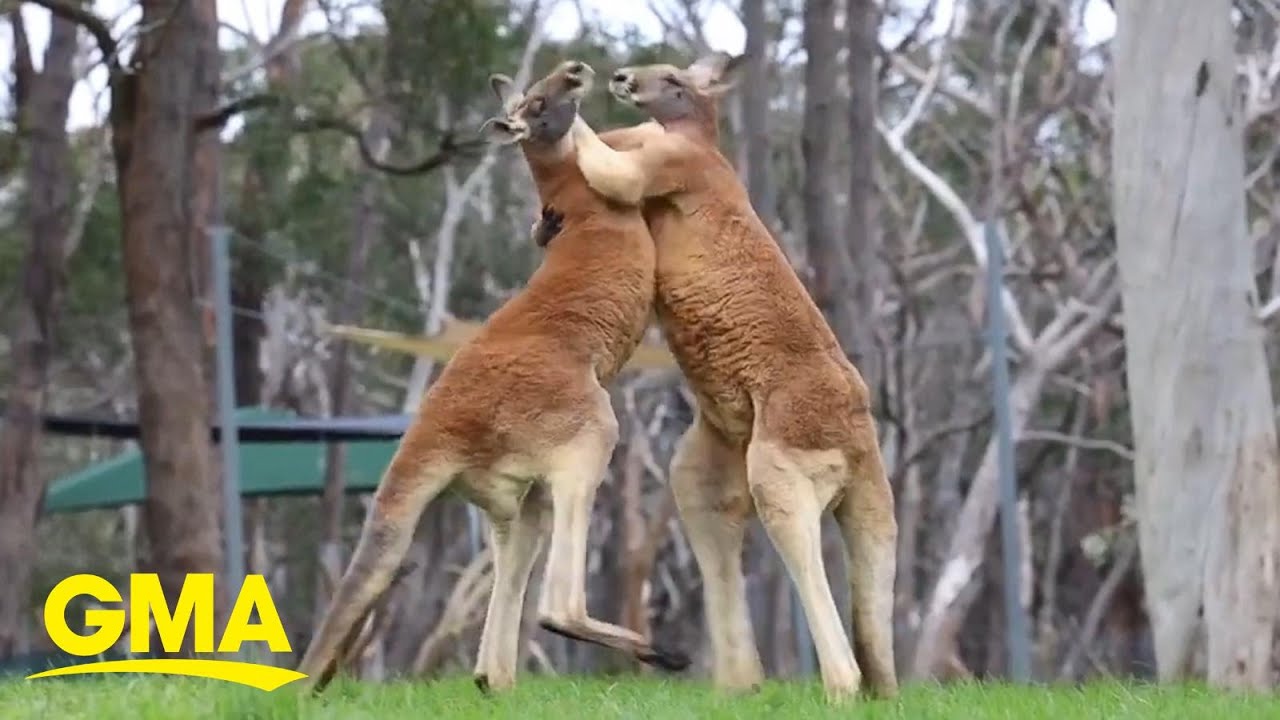 Kangaroos take a break from fighting to scratch an itch