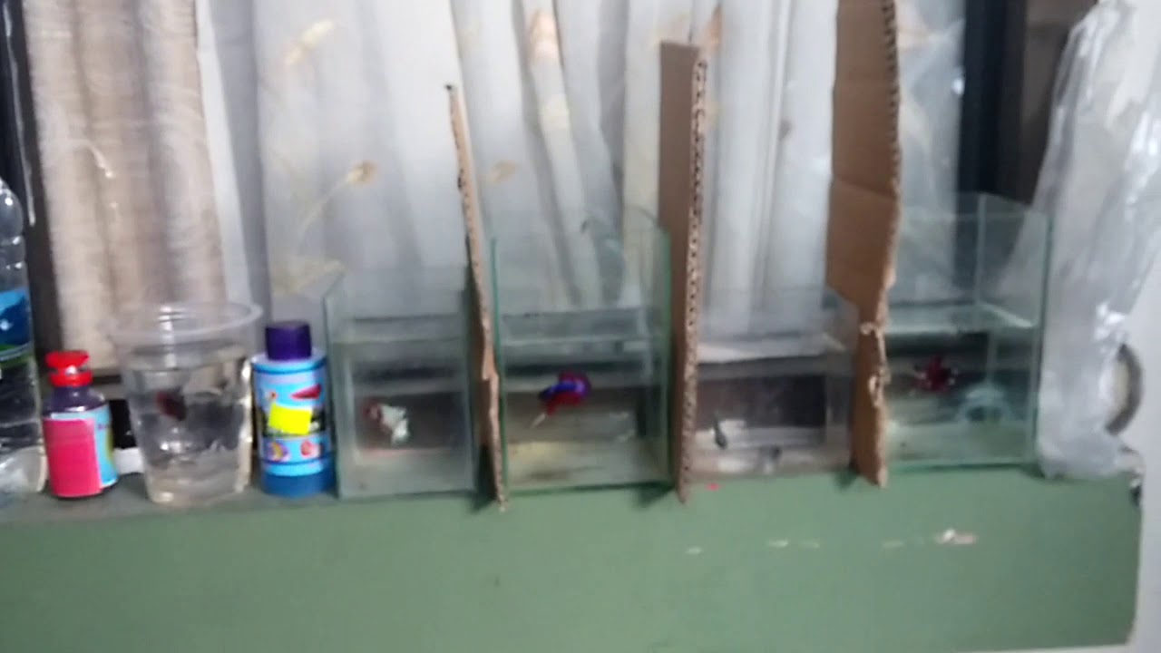 Cupang Crowntail YELLOW MASCOT