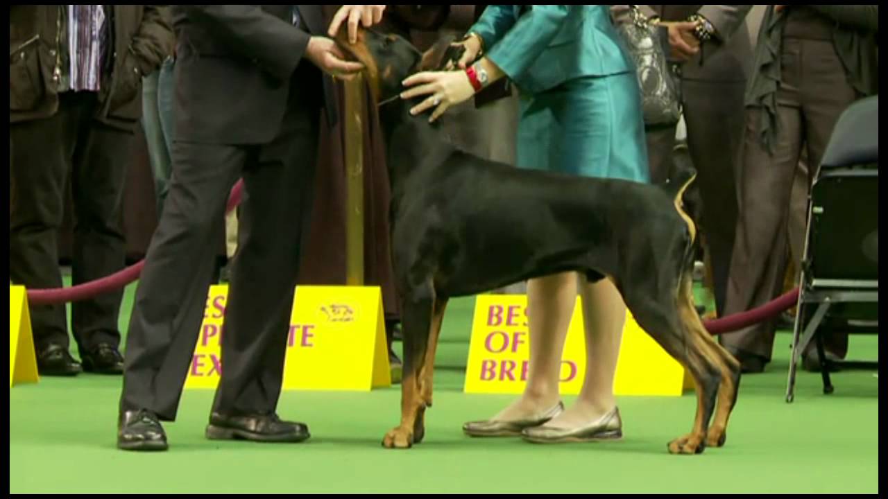 Silke Satzinger at Westminster 2012