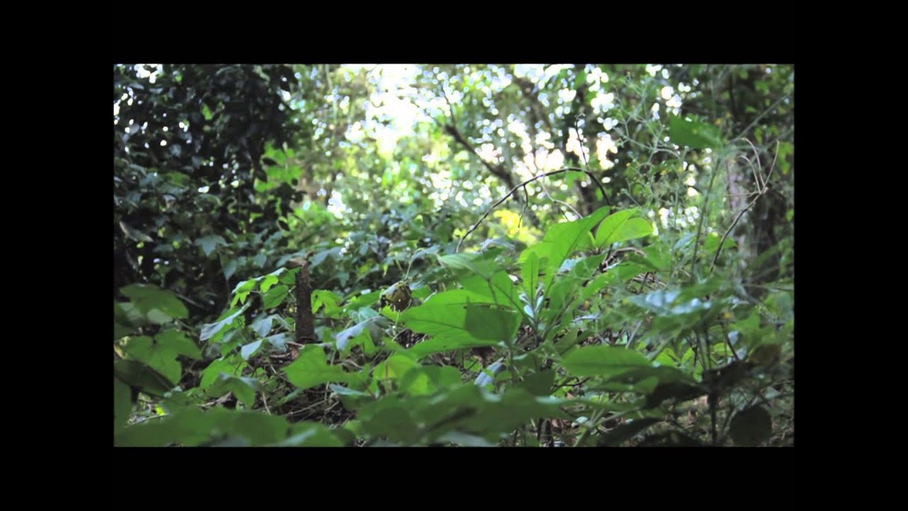 TOUR DEL CAF&Eacute;