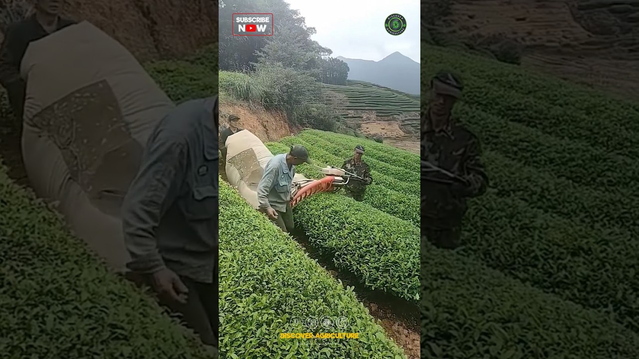 Tea Leaf Harvesting Machine