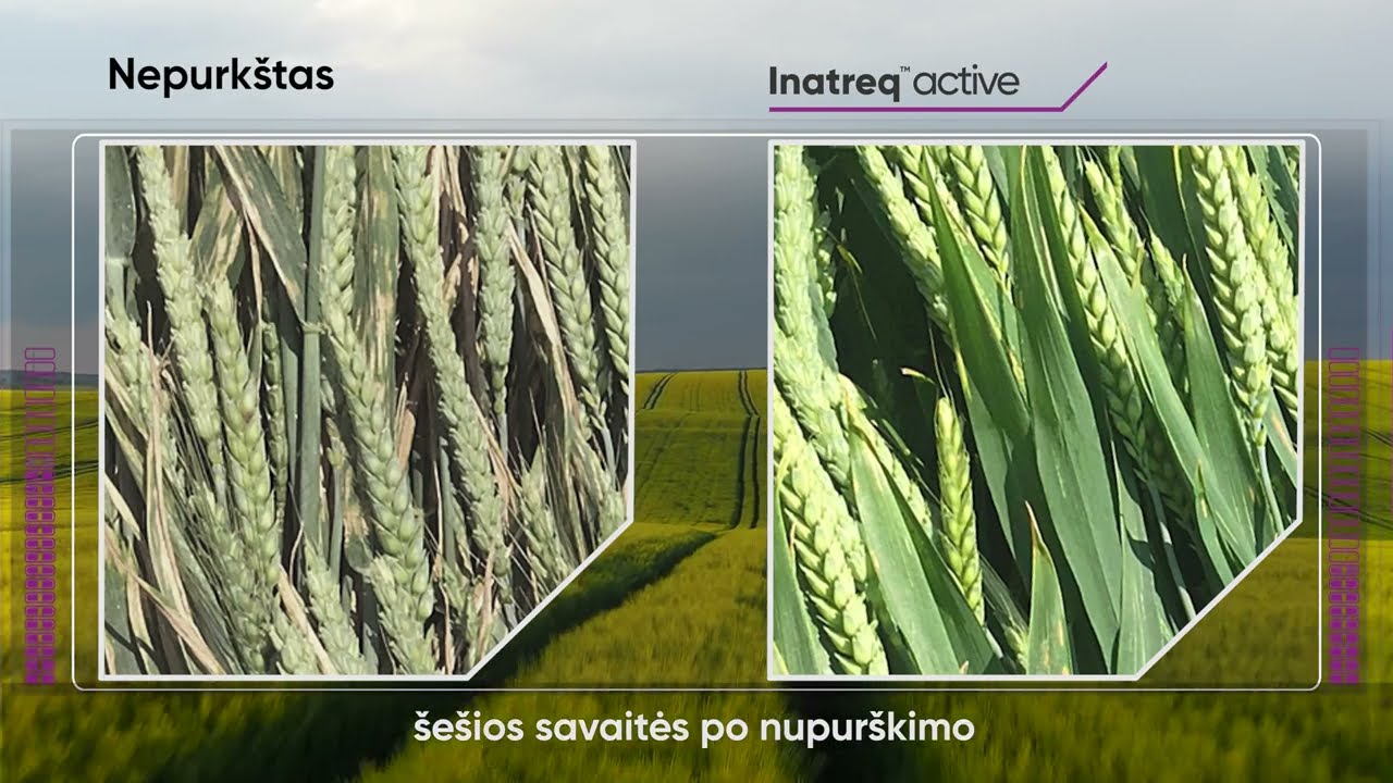 Inatreq active efektyvumas