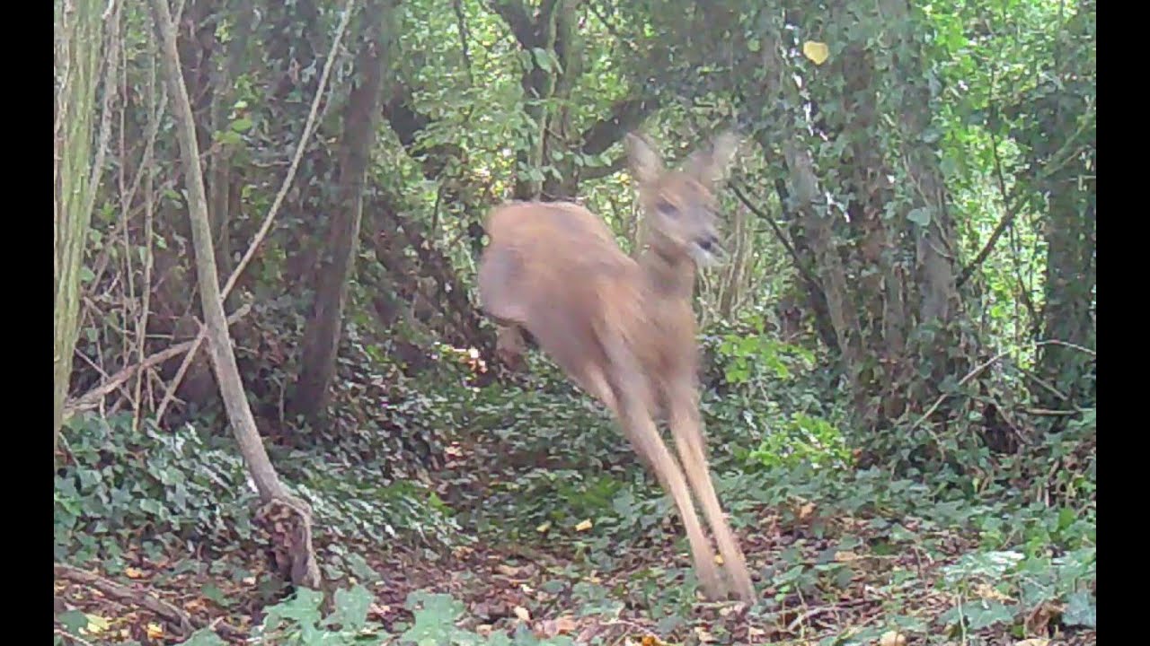 La faune locale jour apr&egrave;s jour