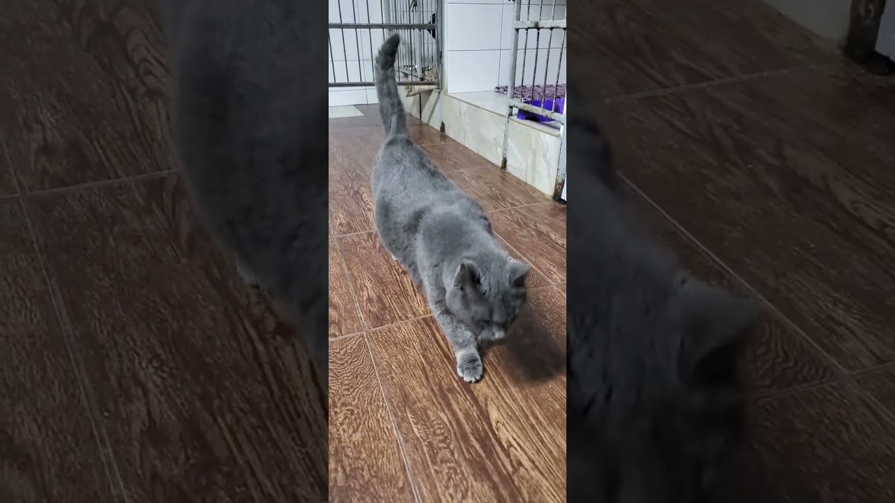 Хрусталик слепой котик #cat 