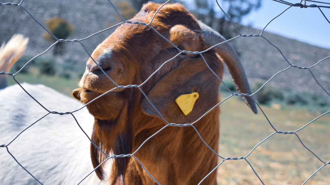 Preparing for new life on the farm | KAROO KIDS