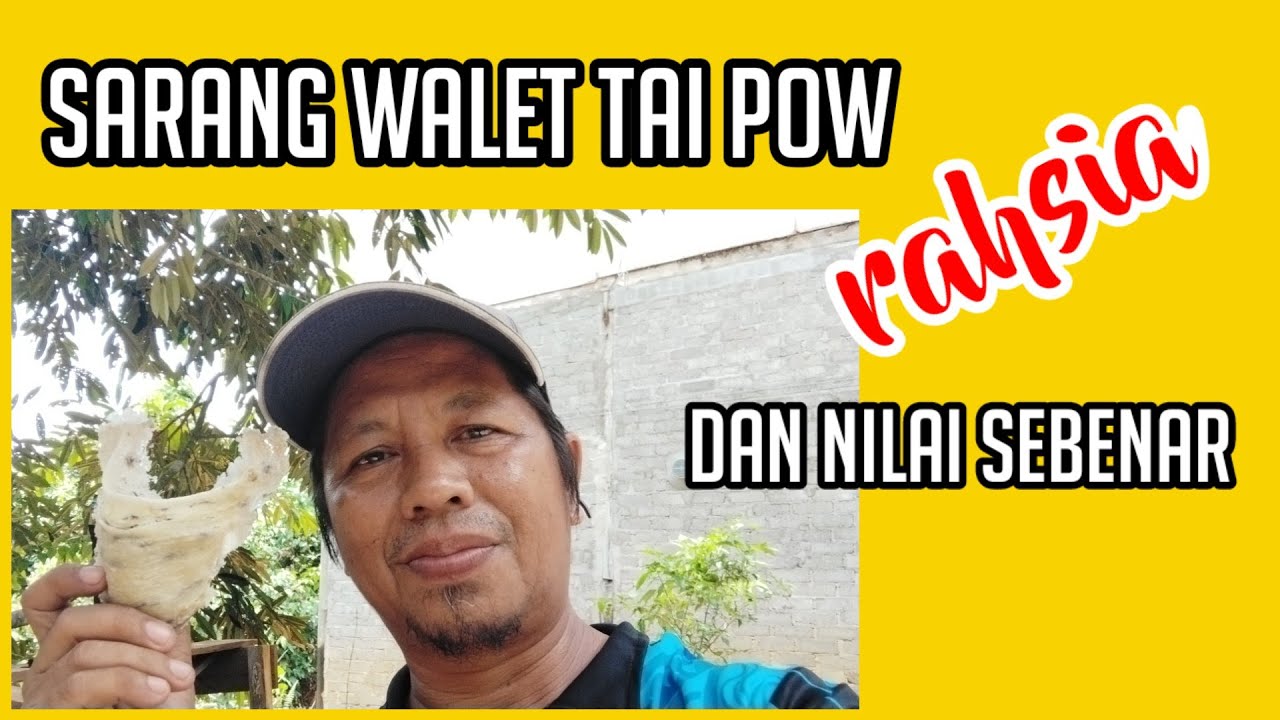 Sarang Walet TAI POW_rahsia dan nilai sebenar