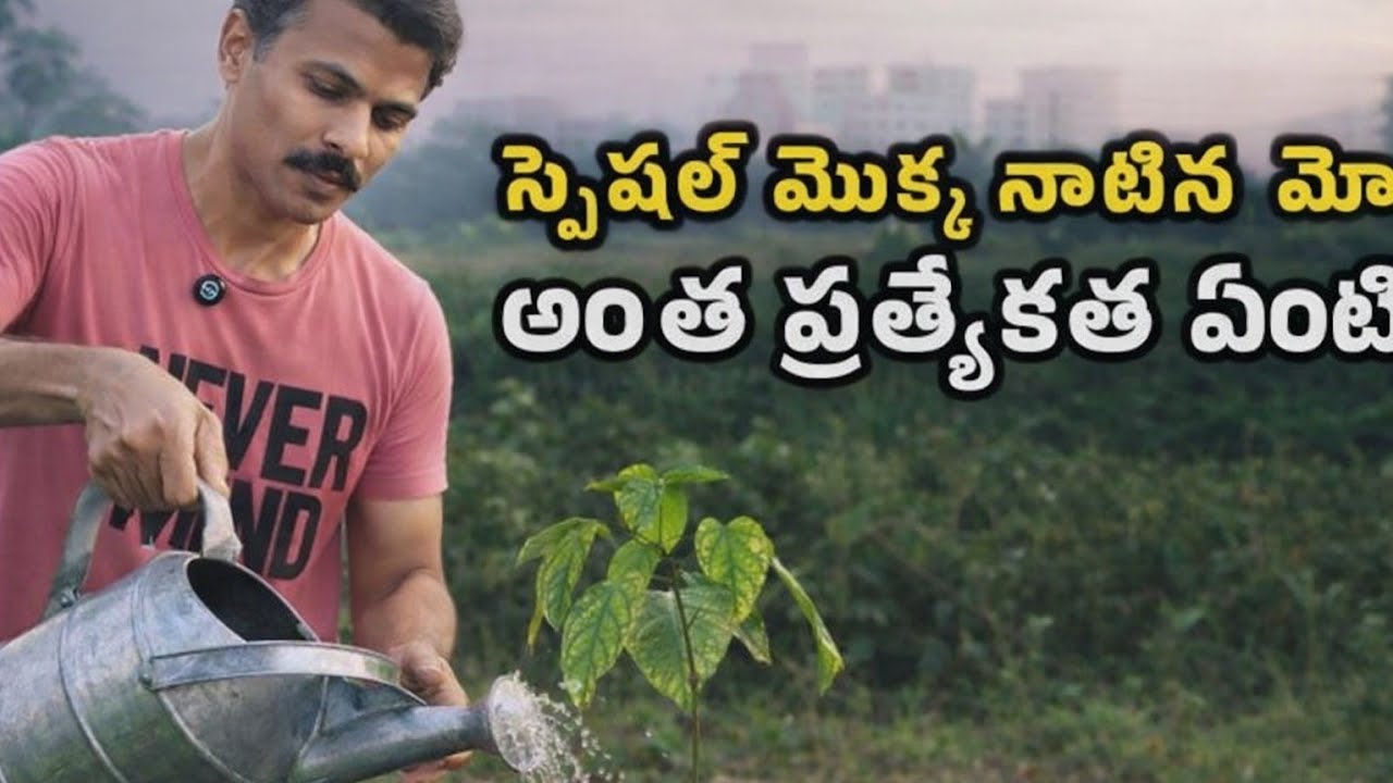మోదీ గారు నాటిన 