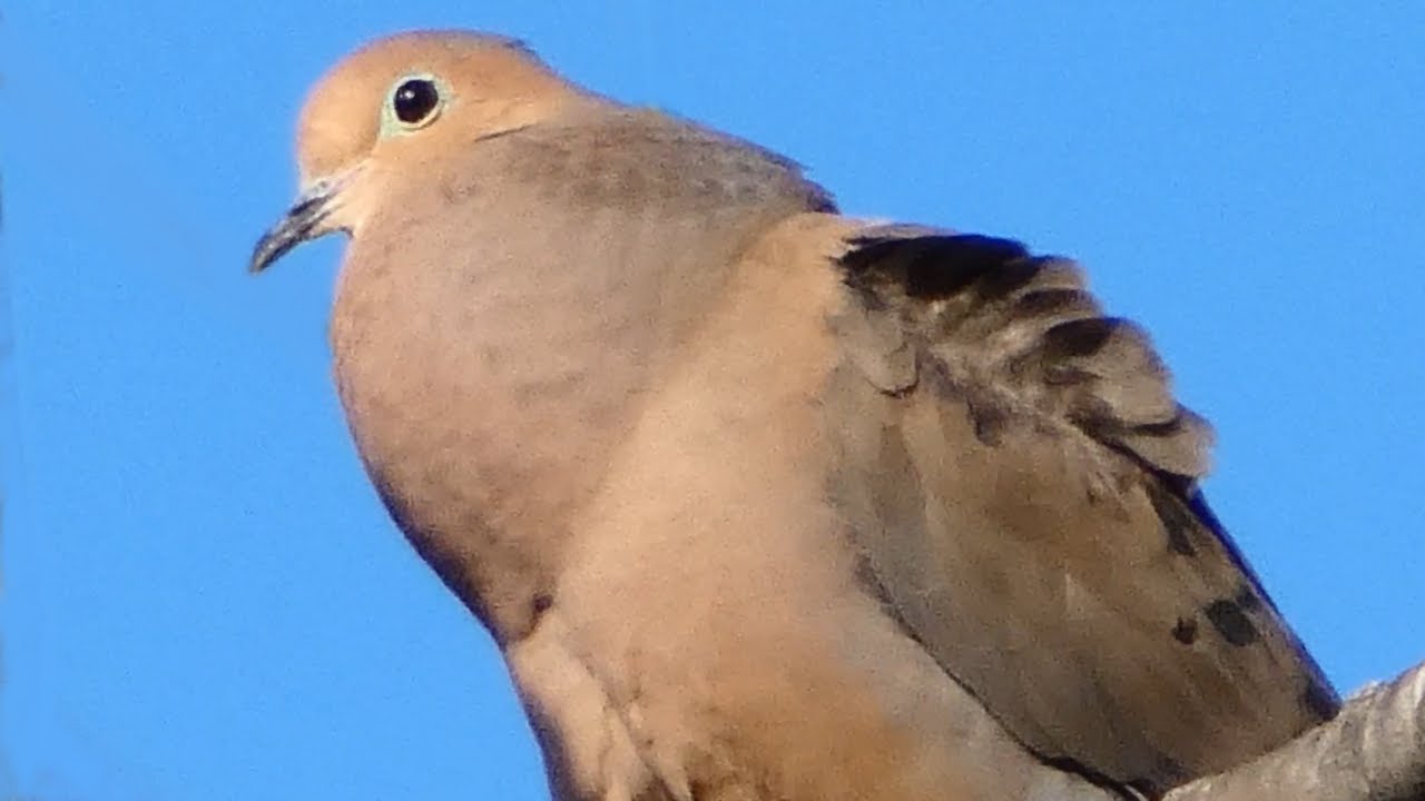 Dove bird call / song / sound | Mourning