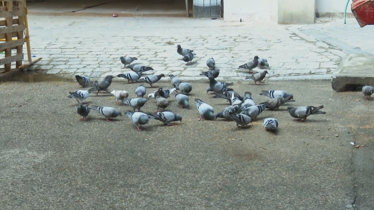 Las palomas invaden el barrio de Delicias