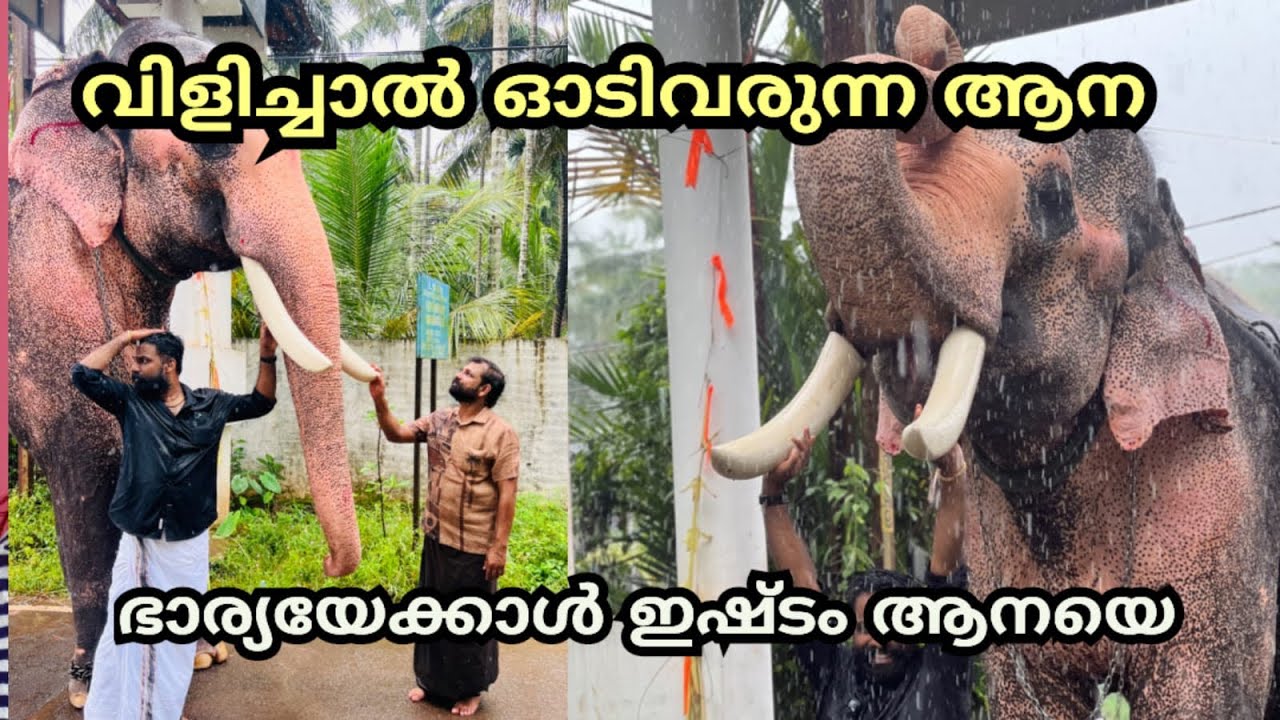 വിളിച്ചാൽ ഓടിവരും ഭാര്യയേക്കാൾ ഇഷ്ടം ആനയെ Katekkchchal Ganeshan Elephant