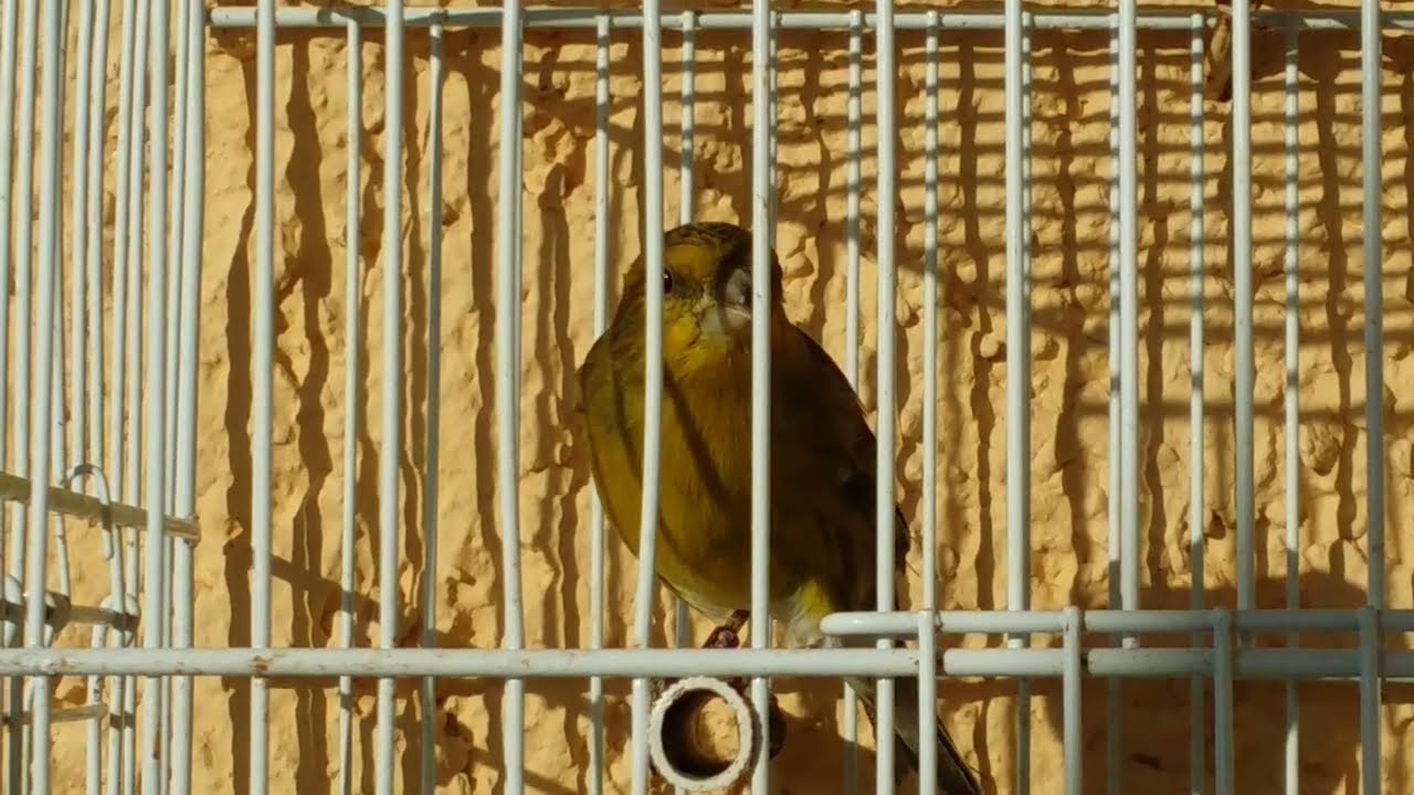 Λουγαροκάναρο Κελάηδισμα Α' Φάση (Ημιτελές) - Siskin X Canary Hybrid Song 1st Phase (Non Complete)