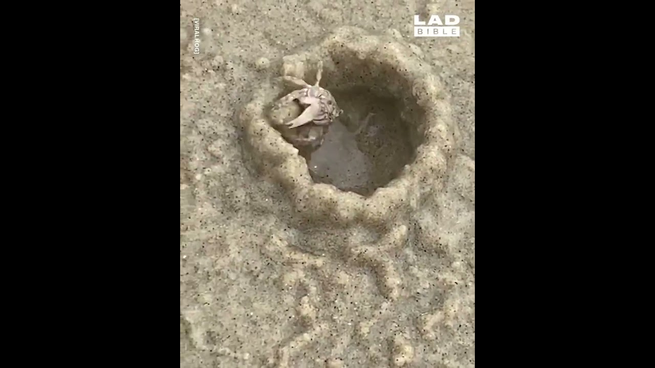 Watch how quickly a sand bubbler crab can build a home on the beach
