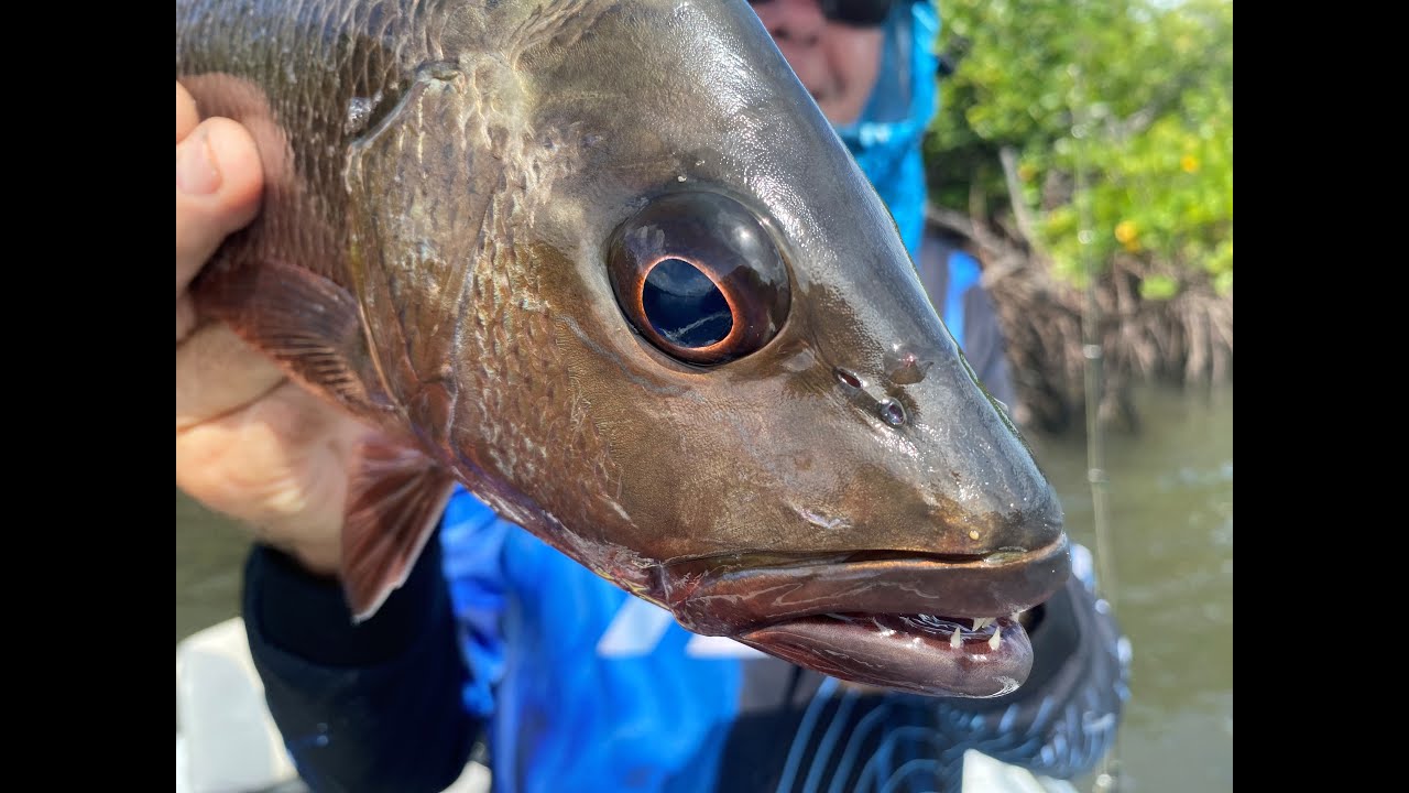 How to Chase Jacks with our tips and tricks - Hinchinbrook Island.