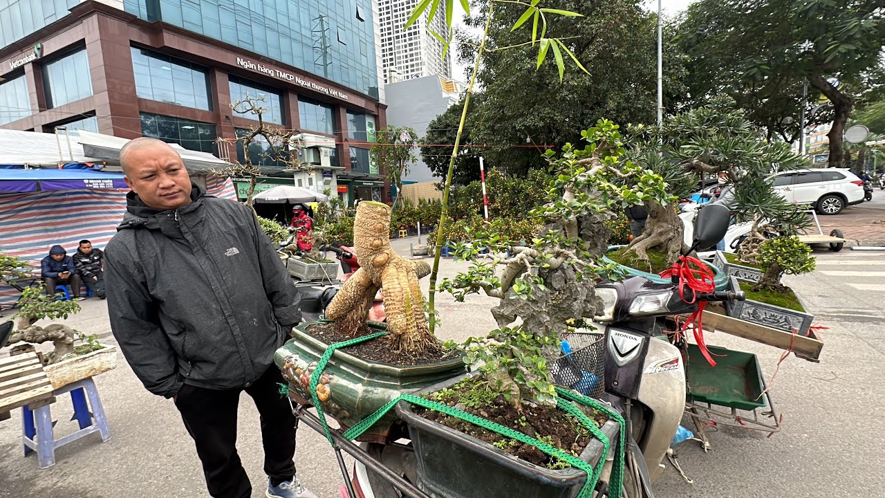 CỨ PHẢI CHÉN TRƯỚC ĐÃ - CAM CANH RA CHỢ QUẢ TO VẬT VÃ, BÁO GIÁ BONSAI NGHỆ VỜI