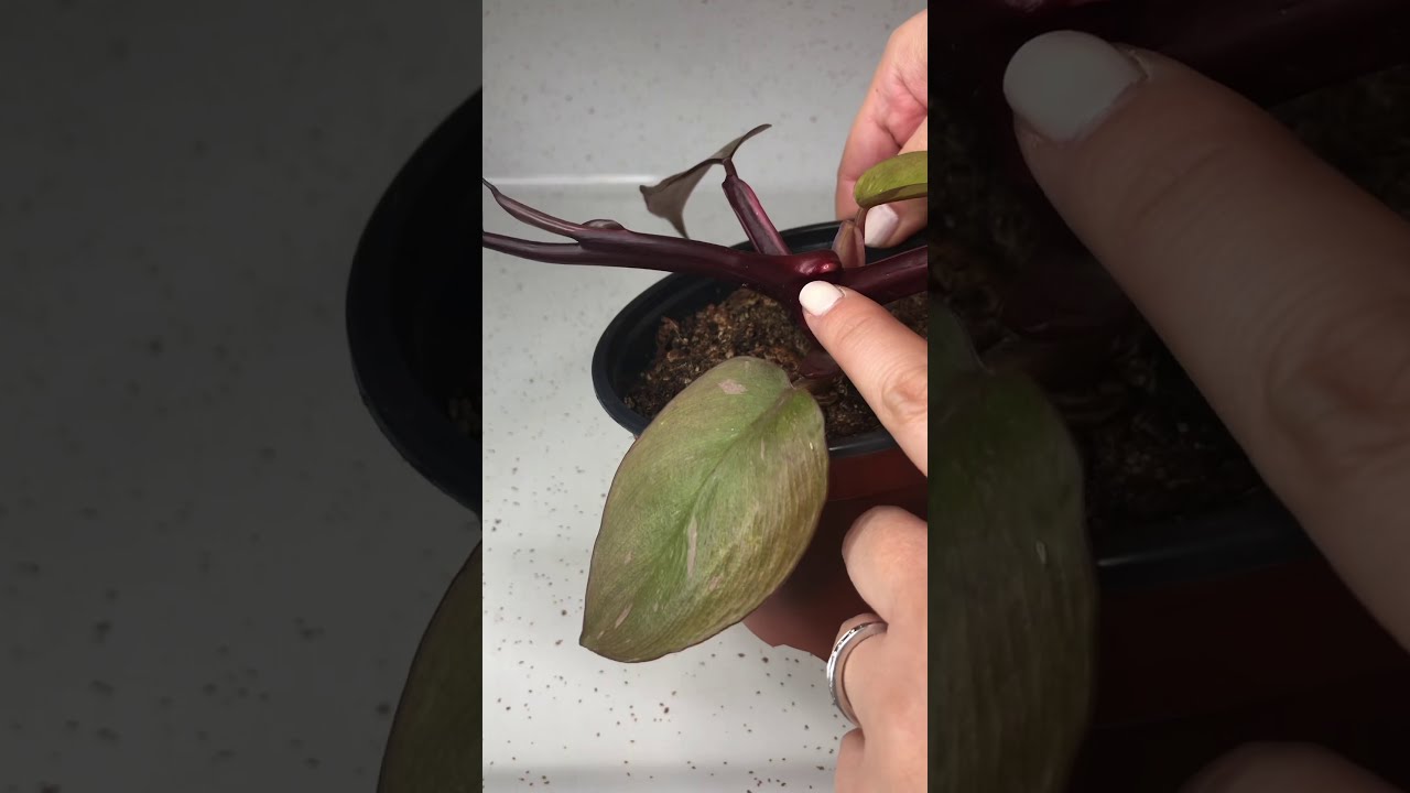 Helping a “Stuck” Leaf Unfurl From its’ Cataphyll