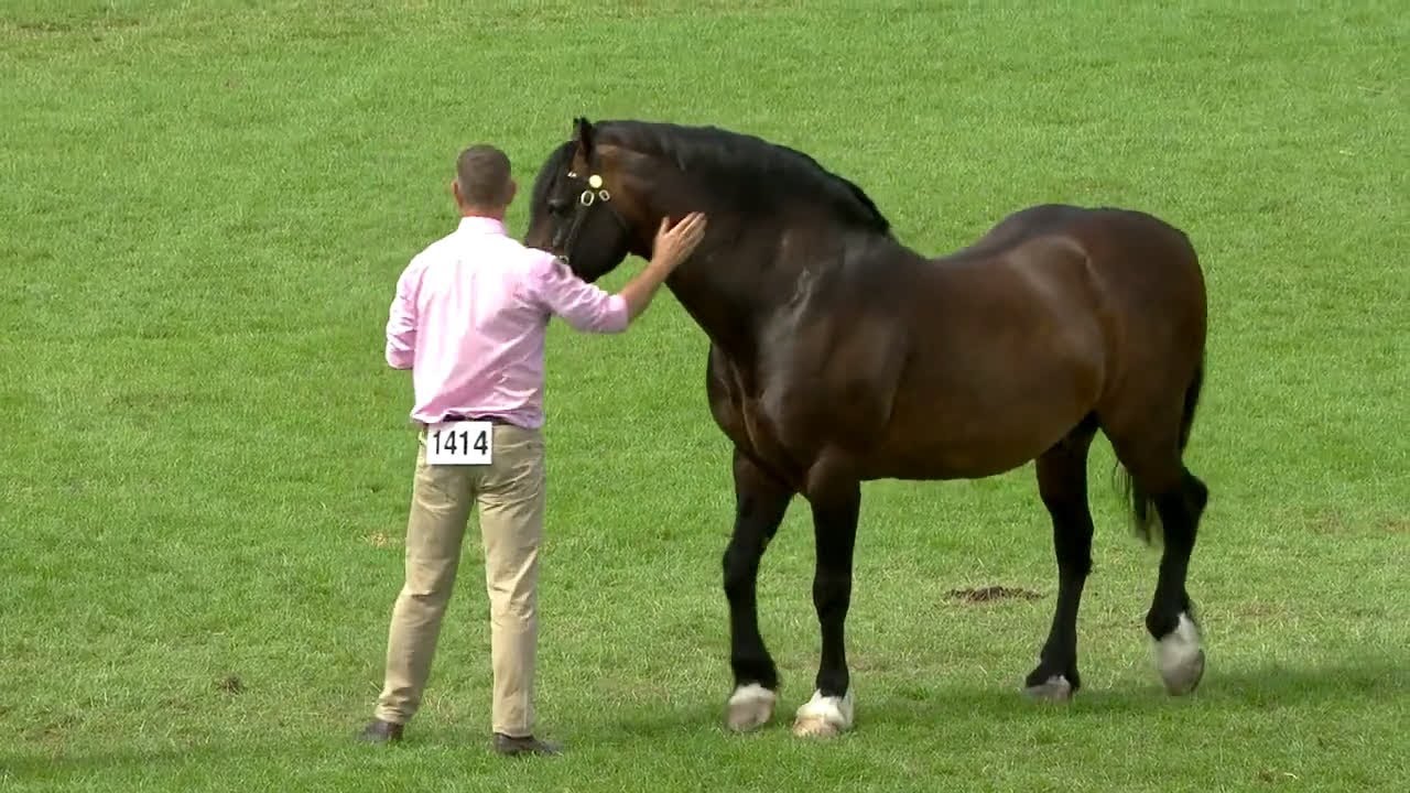 Cobiau Cymreig - march 8+ | Welsh Cobs - stallion 8+