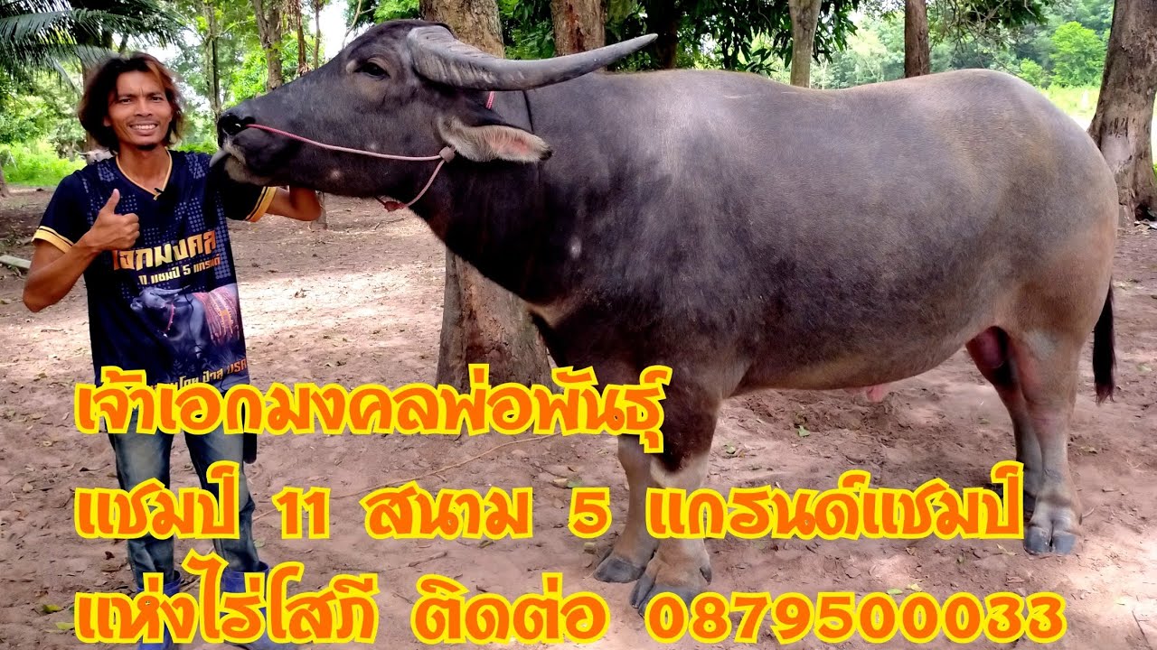 เจ้าเอกมงคล สุดยอดพ่อพันธุ์ควาย แห่งไร่โสภี (พ่อพันธุ์ควายงาม)