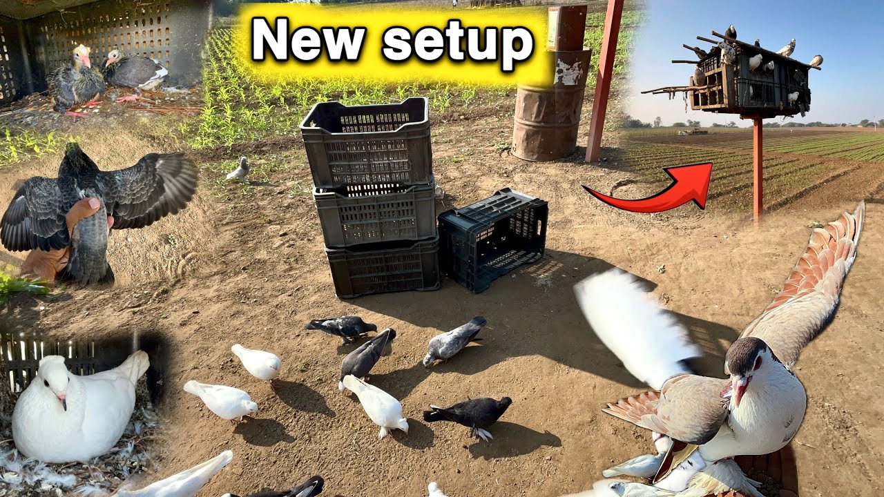 Kabutar setup me update ki taiyyari start ho gai 😇 || kabutar ki peti 