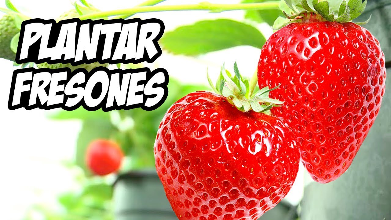 Como Plantar Fresas y Fresones en el Huerto 🍓 | Frutillas | La Huerta de Ivan