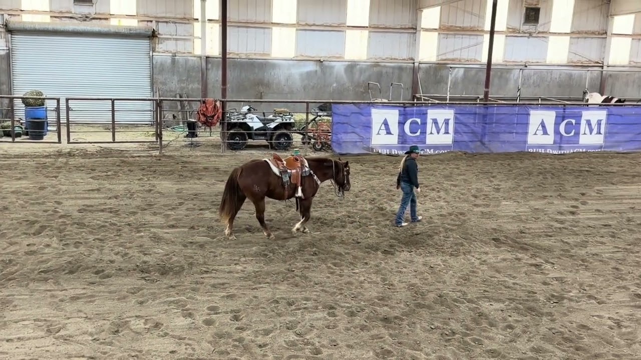 Coco AQHA 3 yr old mare 