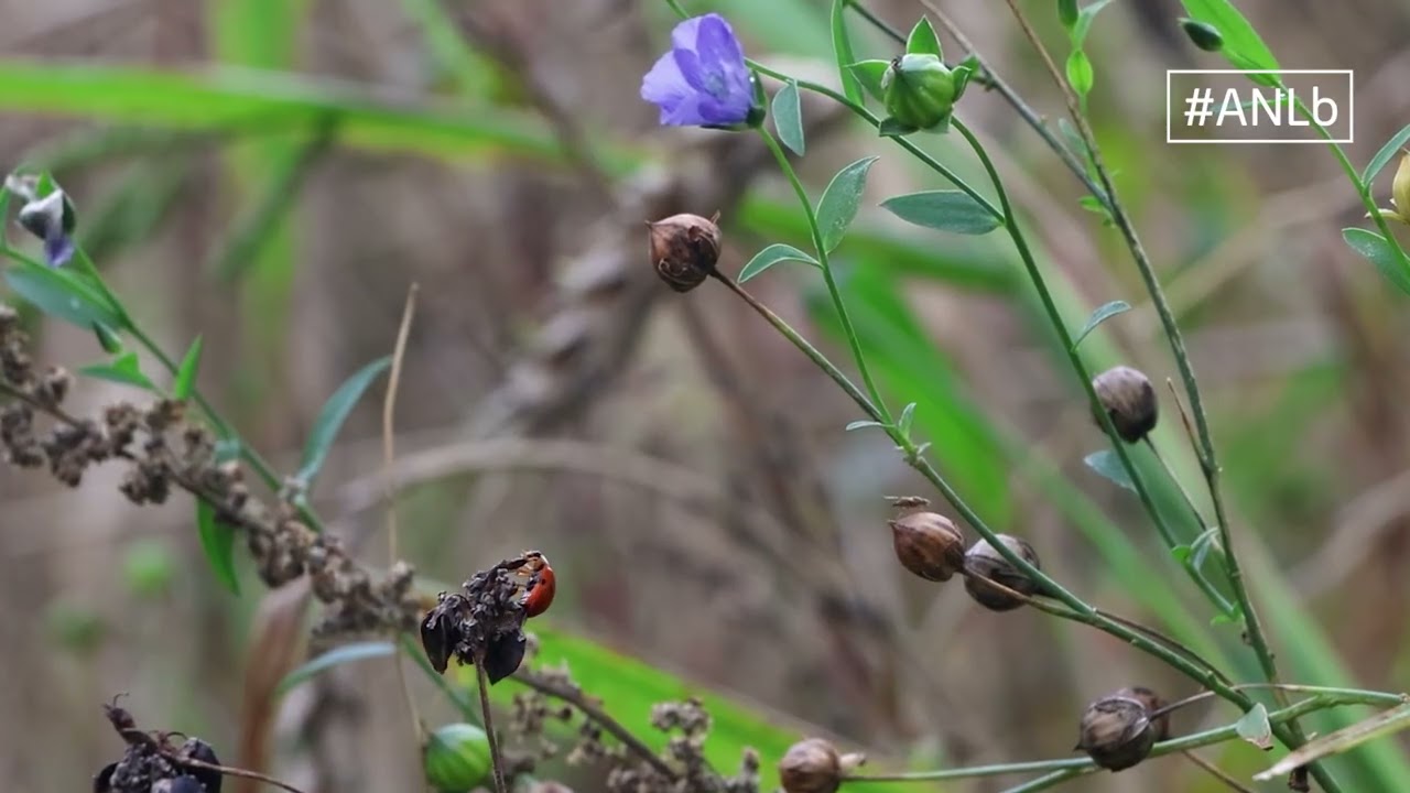 Wintervoedselakker in het agrarisch natuur- en landschapsbeheer
