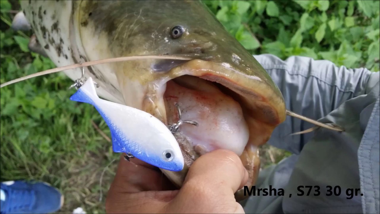Spinning For Catfish On Zapadna Morava - Silicon Lure - Som - Siluro