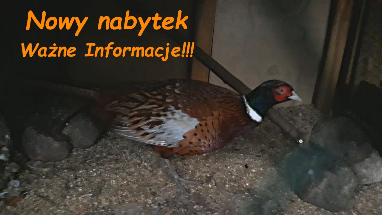 Nowy Ptak w Hodowli *Bażant Łowny* 😱 Ważne kwestie 🤔
