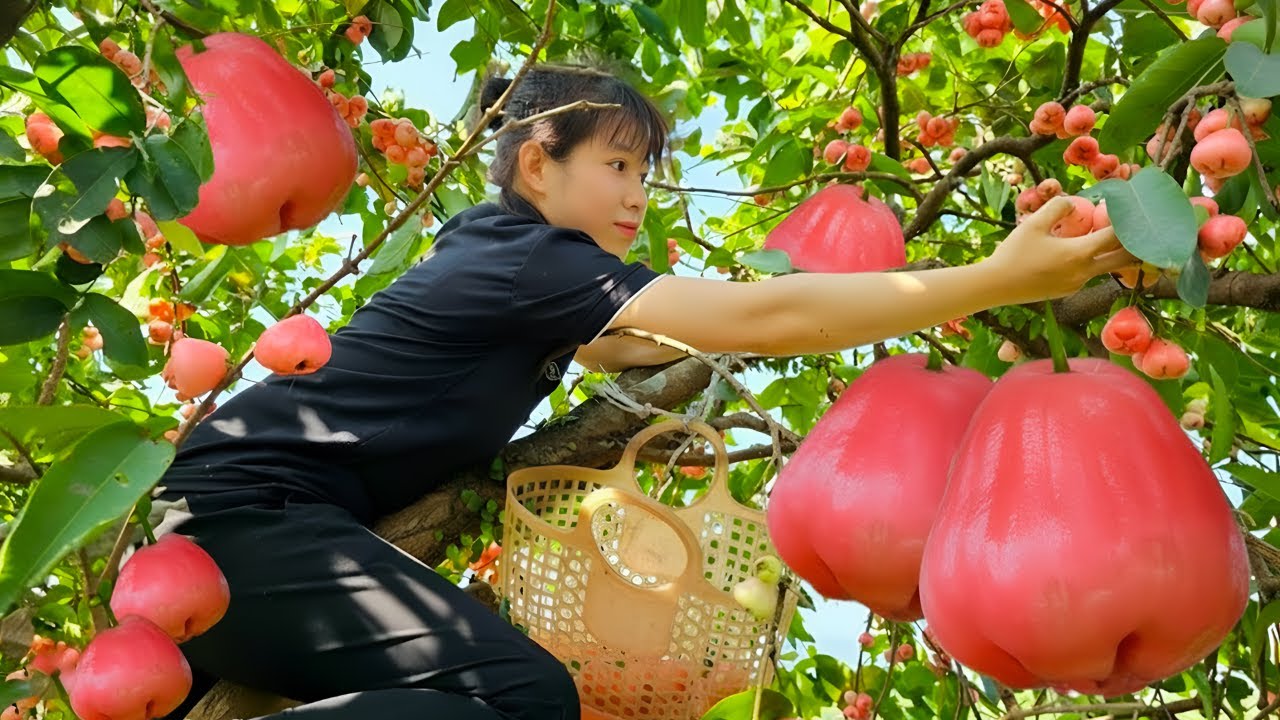 Harvesting sweet rambutan to sell at the market - Gardening and building a hut with my father