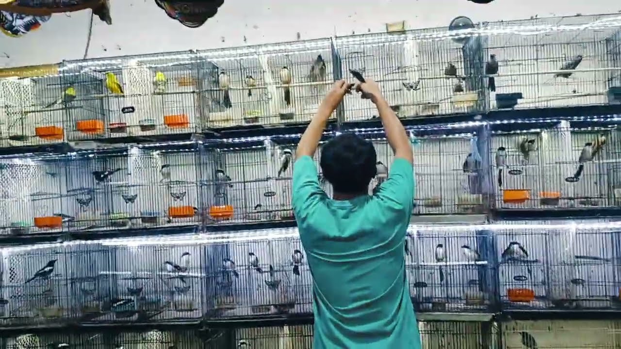 BONGKAR GEDEN MALAM HARI LOSSTT TIADA HENTINYA !!! IRVAN JAYA GRESIK