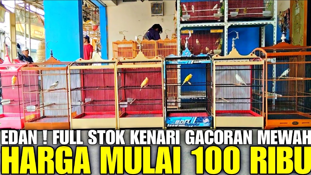 MAKIN EDAN ! LAMA GAK DIREVIEW TAU² BORONG KENARI GACORAN MEWAH HAMPIR SATU PASAR