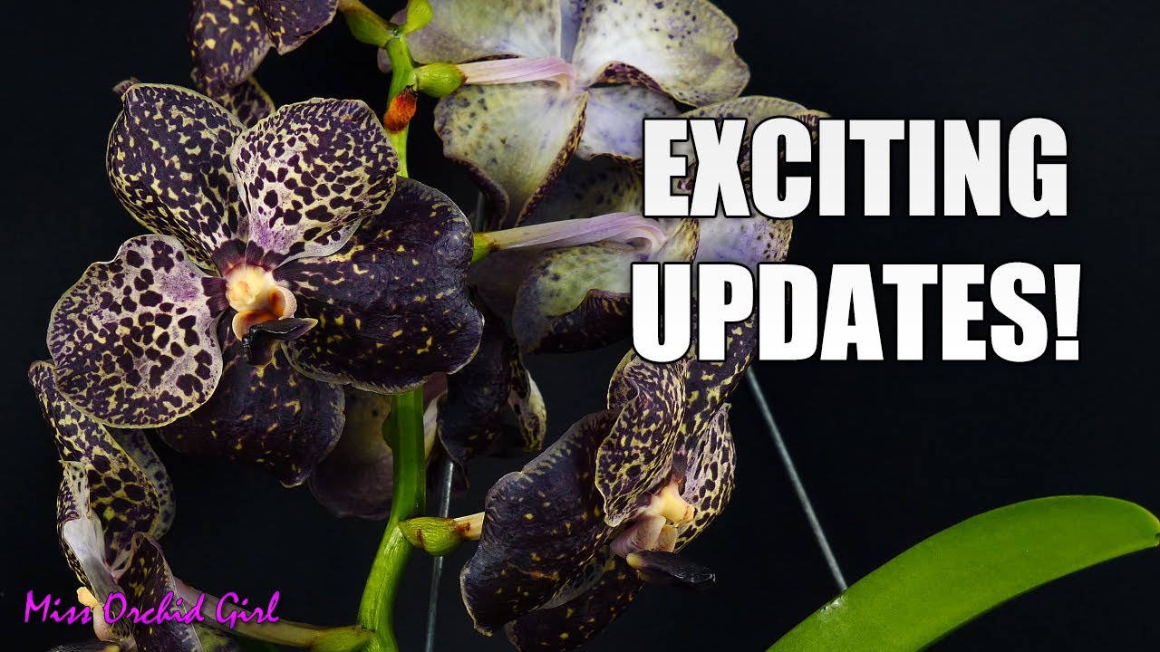Upcoming changes, Giveaway winners, Almost black Vanda Orchid & more!