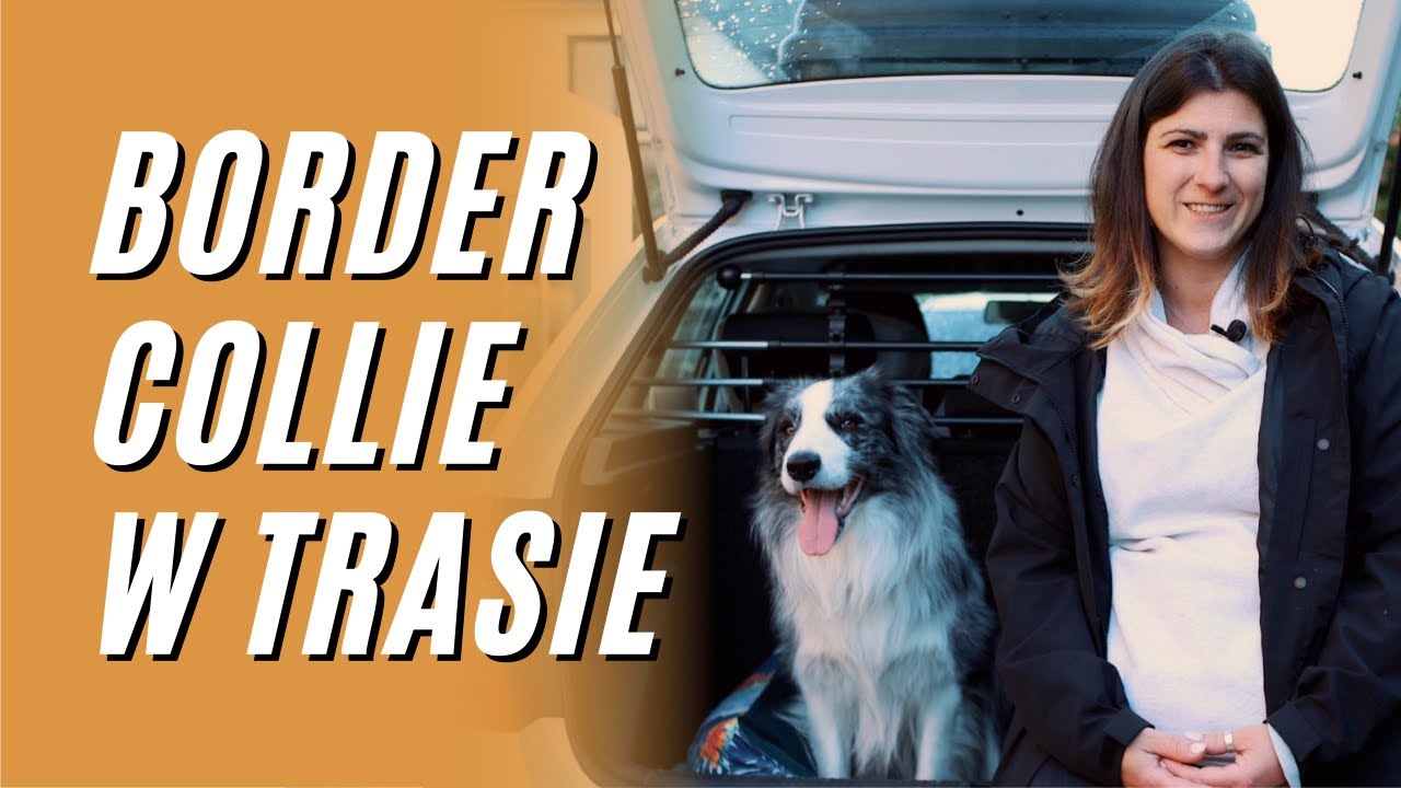 Podróżowanie z Border Collie - jak przewożę psa w samochodzie? Trasa do Chorwacji 2022