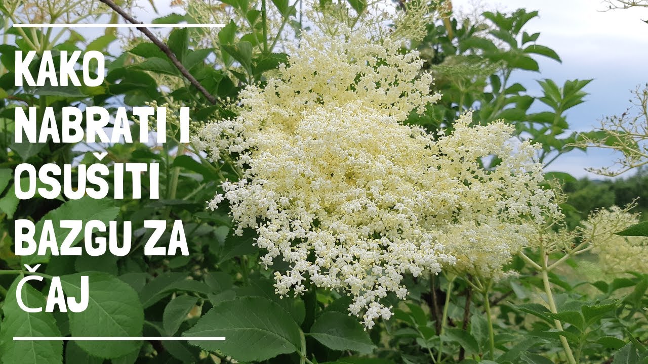 Kako nabrati i osušiti cvjetove bazge za čaj