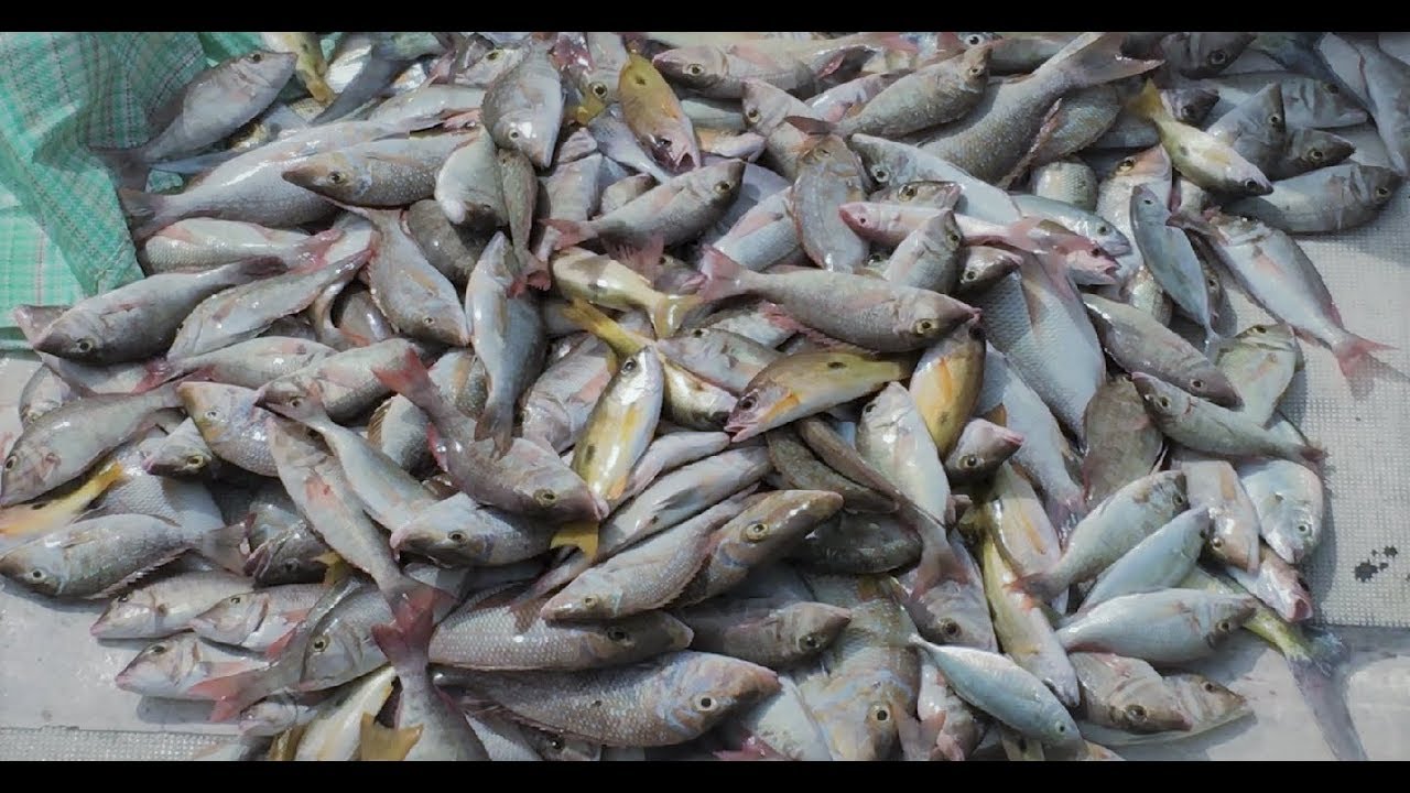 Fish fish fish - Boat Fishing in Qatar(Wakra Port) ft. Team Megabass - June 2018