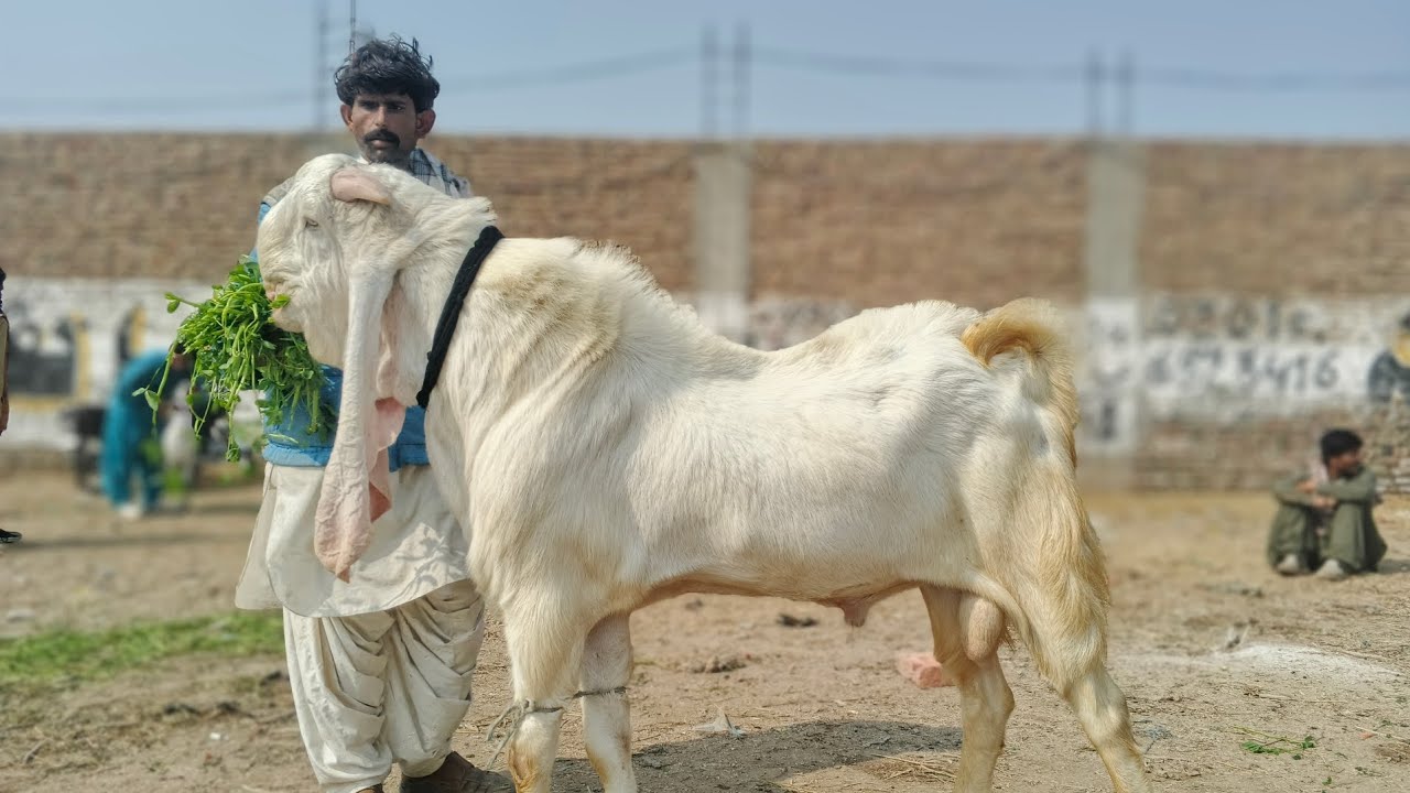 Hyderabad bypass Bakra Mandi Updates 21. 1. 2026