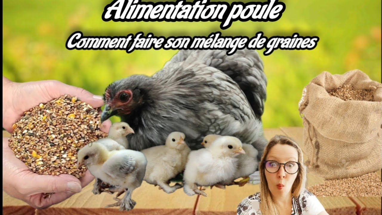 alimentation pour poule faire soi-meme son mélange pour volailles