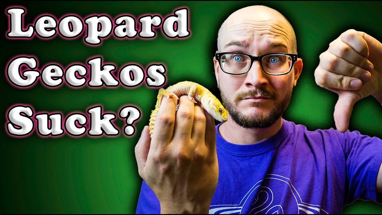 НЕ ЗАВОДИТЕ ЛЕОПАРДОВОГО ГЕККОНА | Лучше заведите этих ящериц!