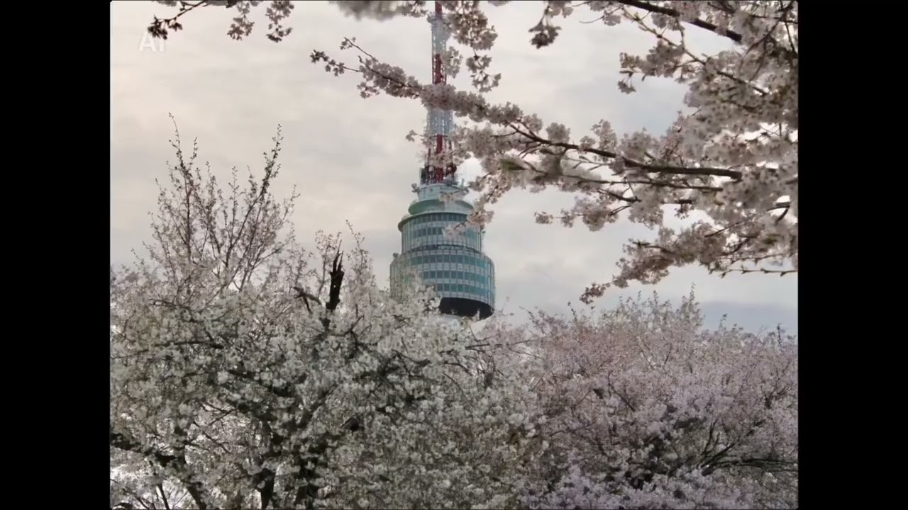 Cherry Blossoms at Namsan Seoul South Korea