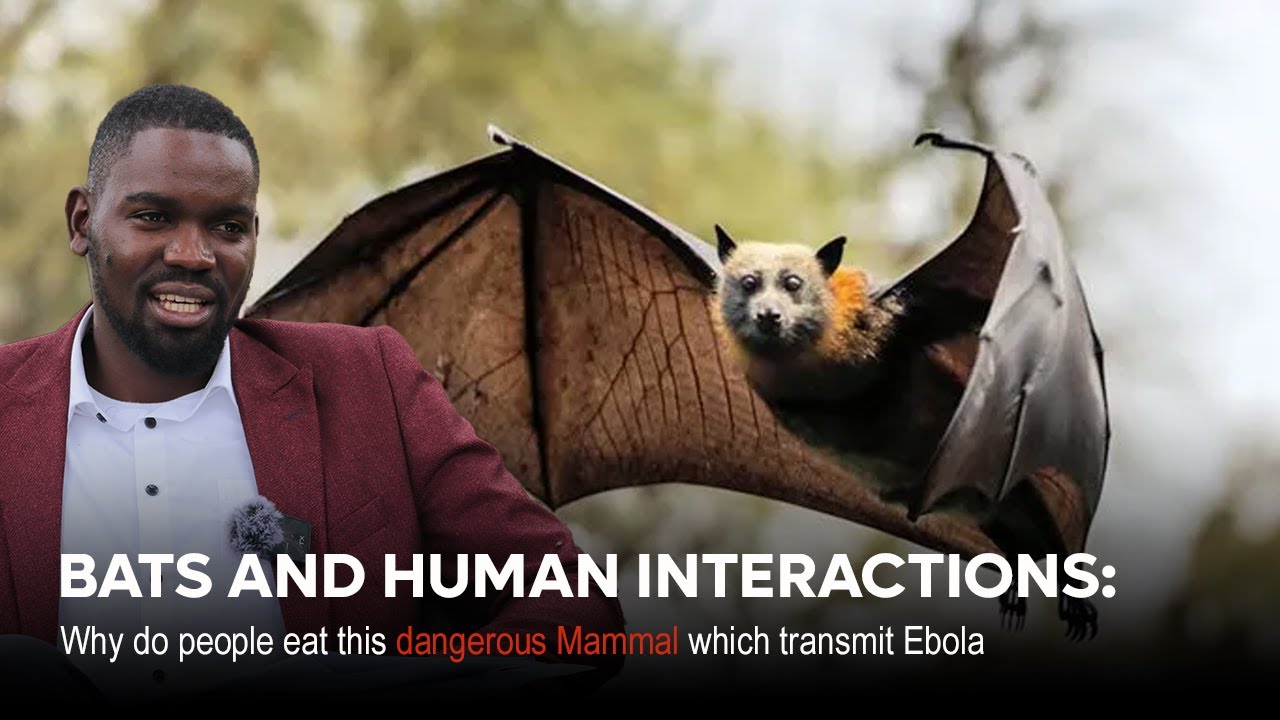 BATS AND HUMAN INTERACTIONS: Why Do People Eat This Dangerous Mammal Which Transmit Ebola #viral