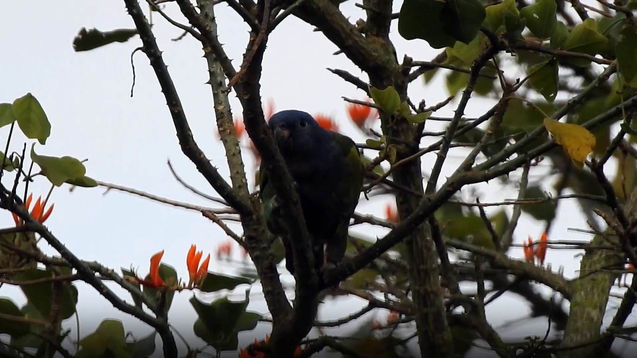 Blue-headed Parrot. Pionus menstruus - Cotorra Cheja
