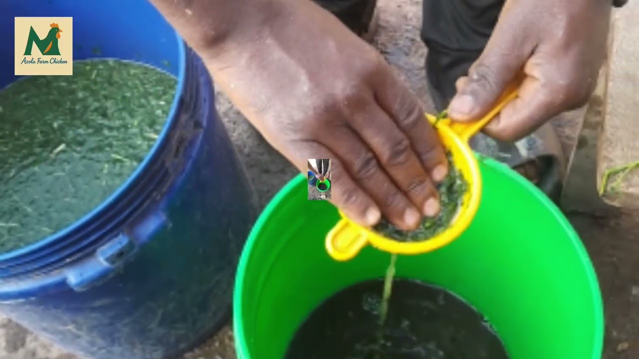 Akamaro Kogukoresha Umwarubaini hamwe n'Ivu ryomuziko(Umunyo) Kunkoko 