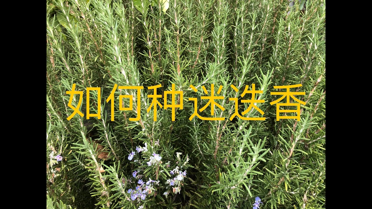 【种菜】如何扦插种迷迭香 (How to propagate rosemary)