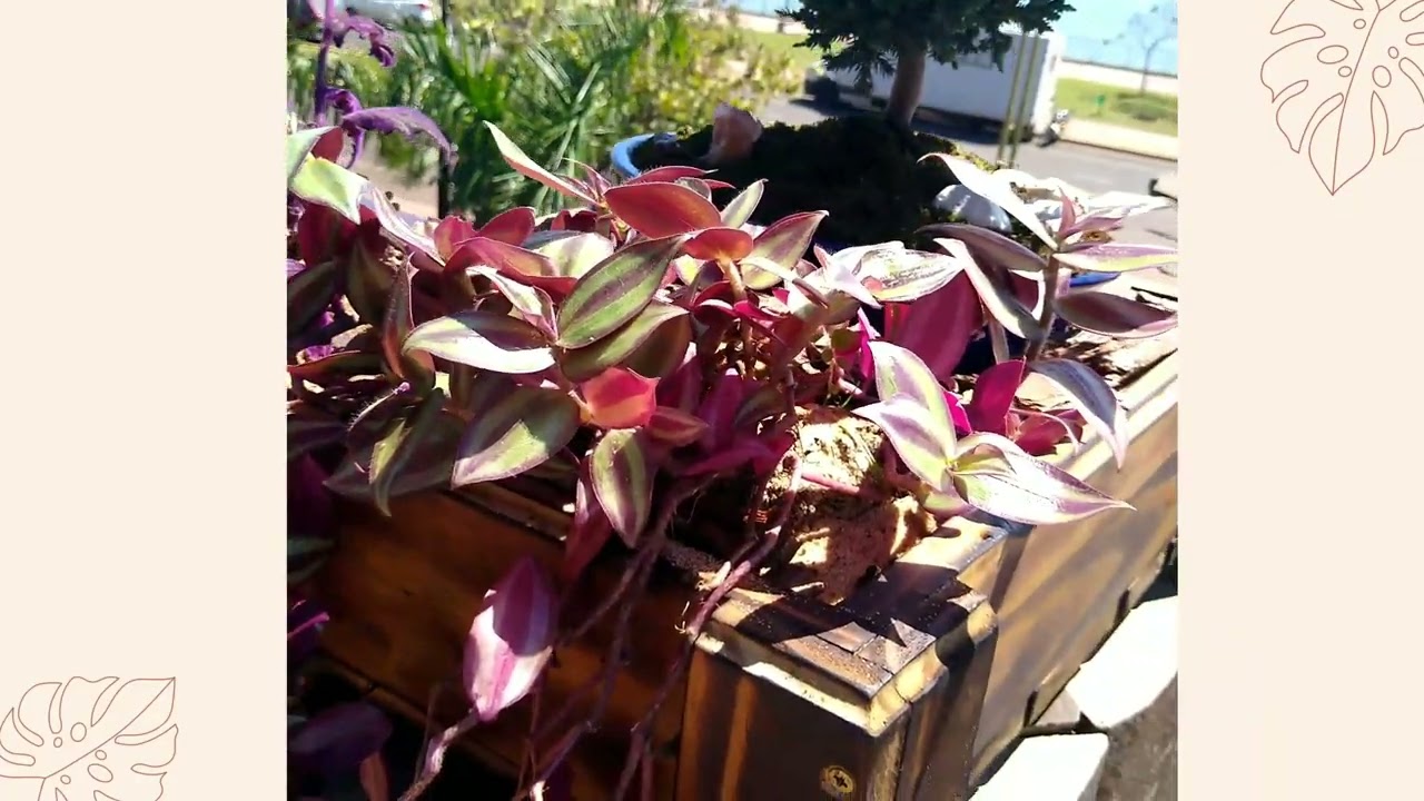 DECO EXTERIOR con bonsai de Enebro