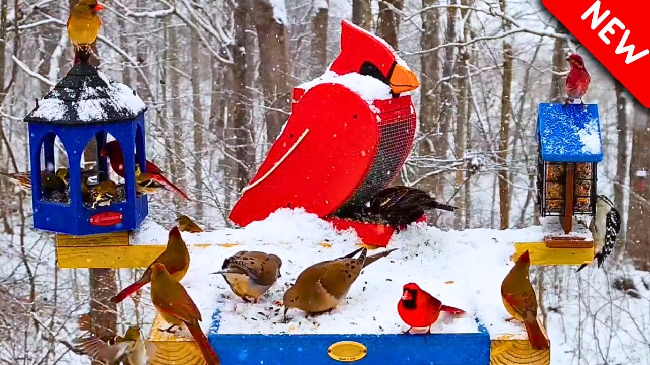 🔴Heavy Snow Bird Feeder Cam | 24/7 Non-Stop Action | 👋Come Watch