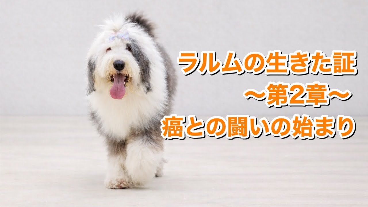 ラルムが生きた証～第2章～癌との闘いの始まり