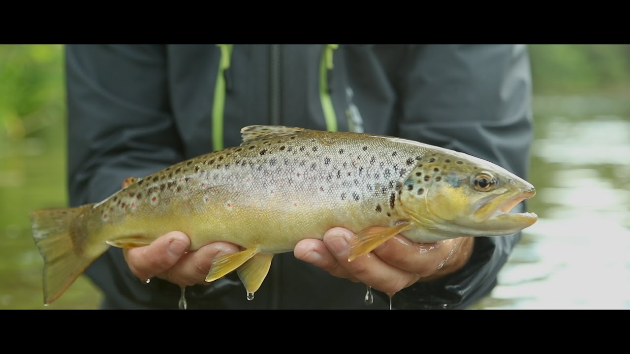River Onny Fly Fishing
