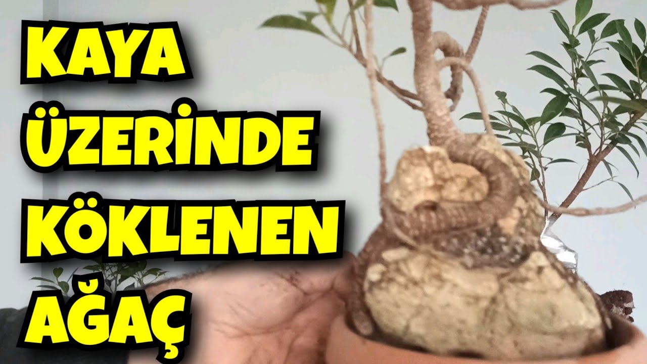 Kaya Üzerinde Köklendirme