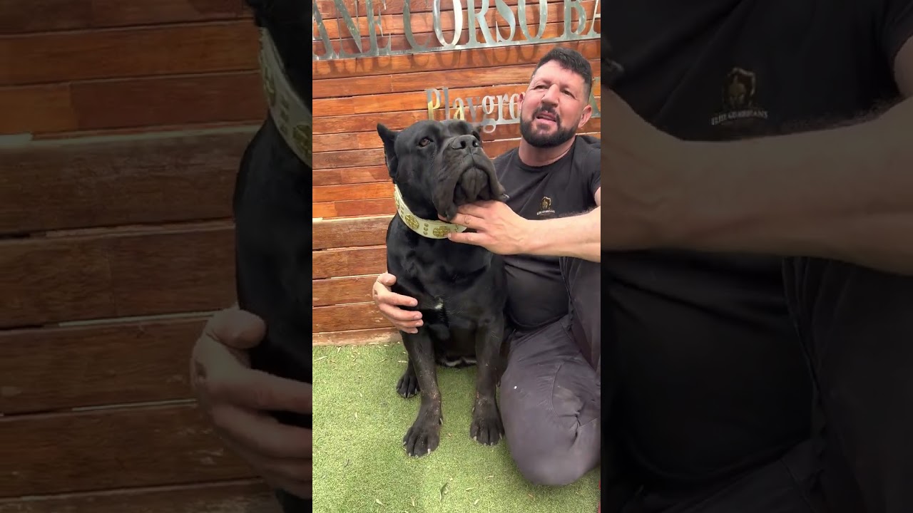 EL CANE CORSO NEGRO HEMBRA