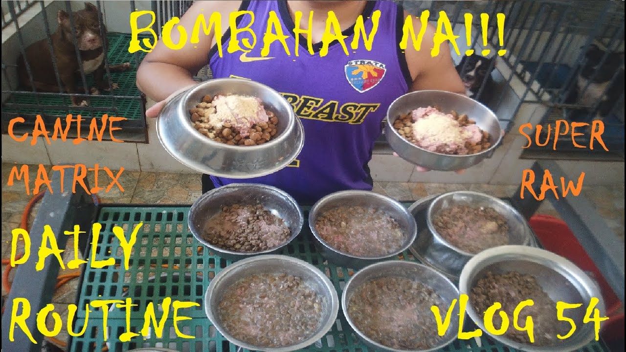 FEEDING TIME  BOMBAHAN NA!!! DAILY ROUTINE AMERICAN BULLY DOGS| DON RAIDER VLOG 54