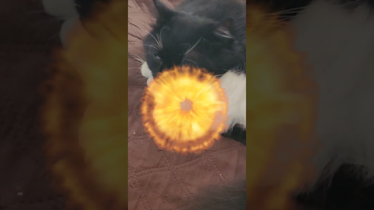 #cats_and_fun44 #cats #gatos #shorts